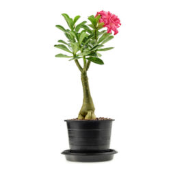 Adenium-Plant-Desert-Rose-Hybrid-Single-Flower-Pack-Of-1-GDNFANCY
