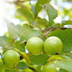 Bunch of guava fruits in a tree with sunshine on top left corner